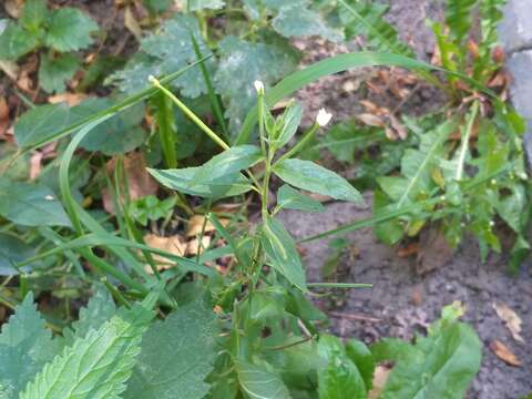 Image of Epilobium pseudorubescens A. K. Skvortsov