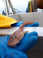 Image of Wattled Eelpout