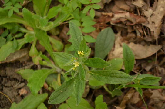 Слика од Lithospermum tuberosum Rugel ex A. DC.