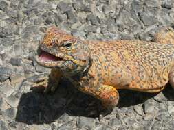 Image of North African Spiny-tailed Lizard