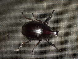 Image of <i>Xylotrupes <i>australicus</i></i> australicus