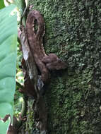 Image of Eyelash Viper