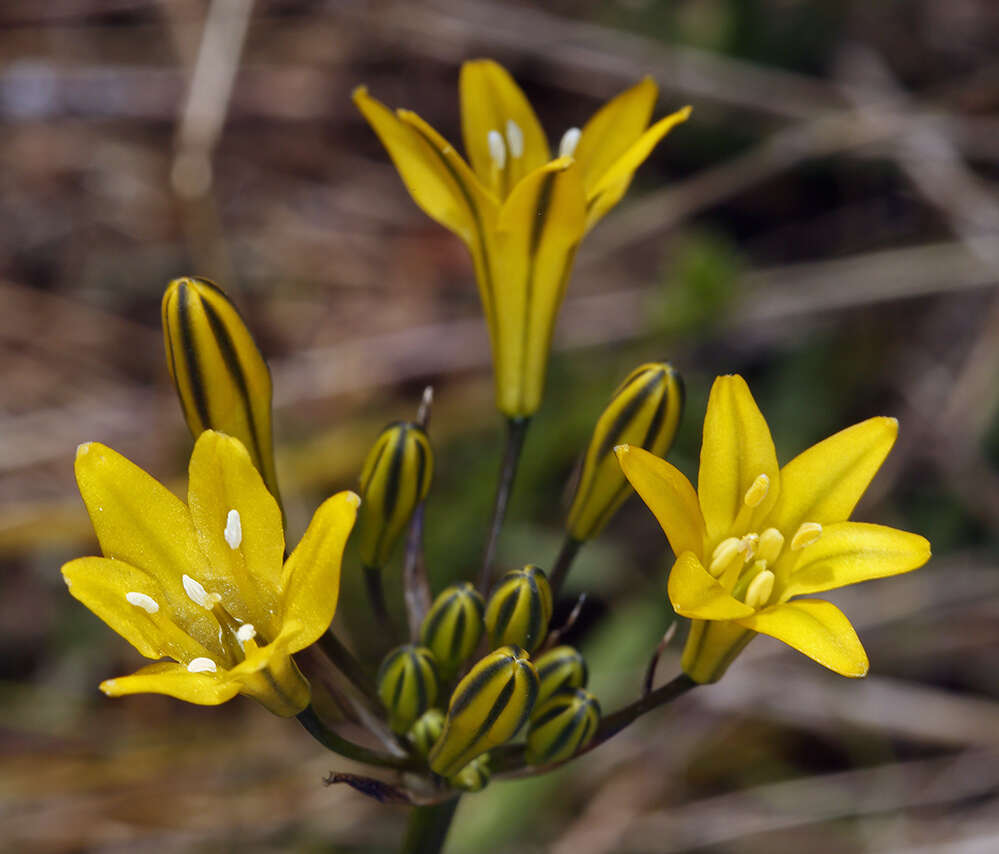 Image of yellow triteleia