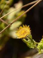 Image of Helichrysum aureum var. monocephalum (DC.) Hilliard