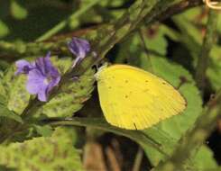 Eurema brigitta (Stoll (1780)) resmi