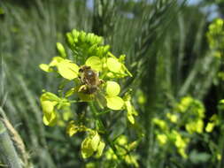 Image of Andrena savignyi Spinola 1838