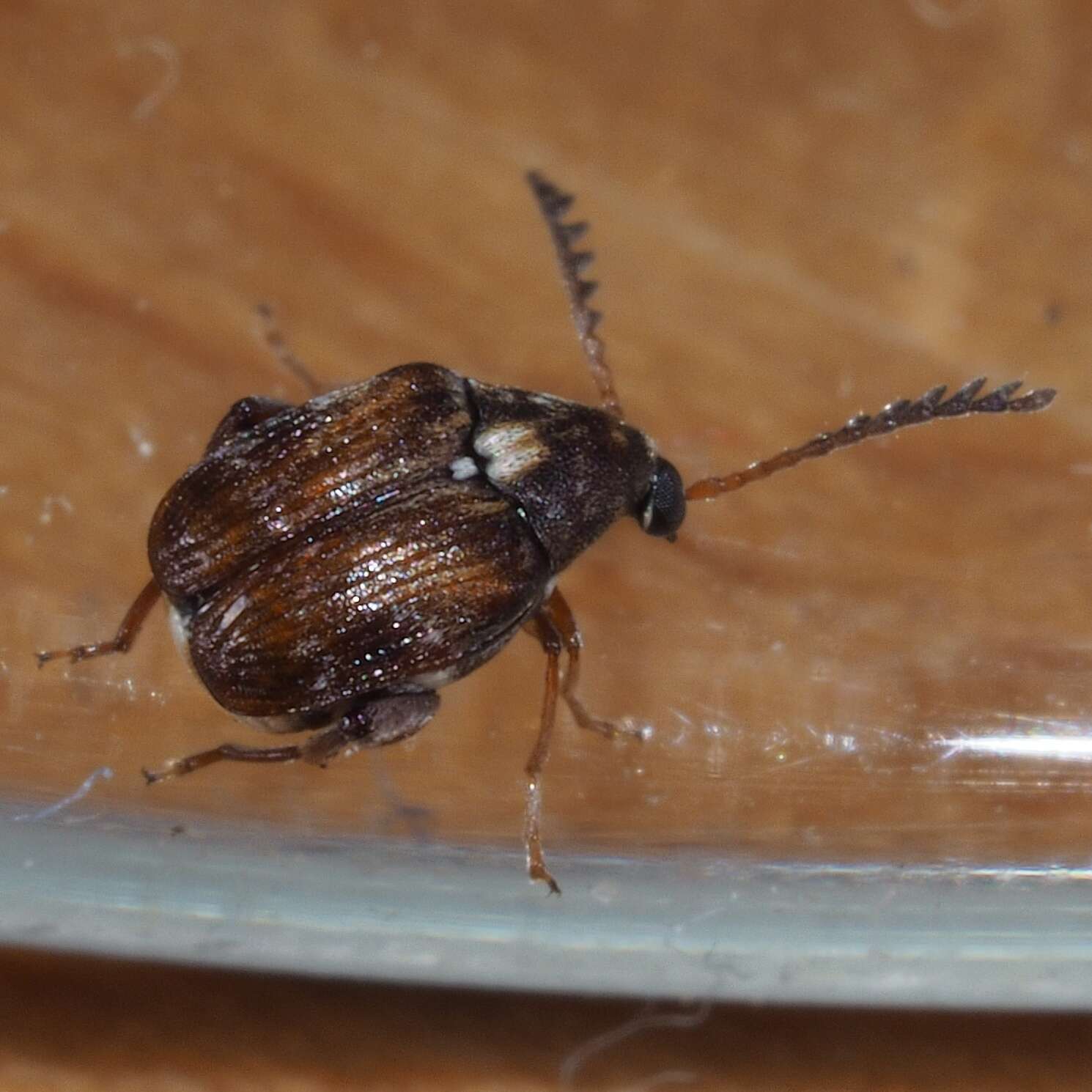 Слика од Callosobruchus chinensis (Linnaeus 1758)