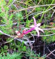 Image de Lobelia stenosiphon (Adamson) E. Wimm.