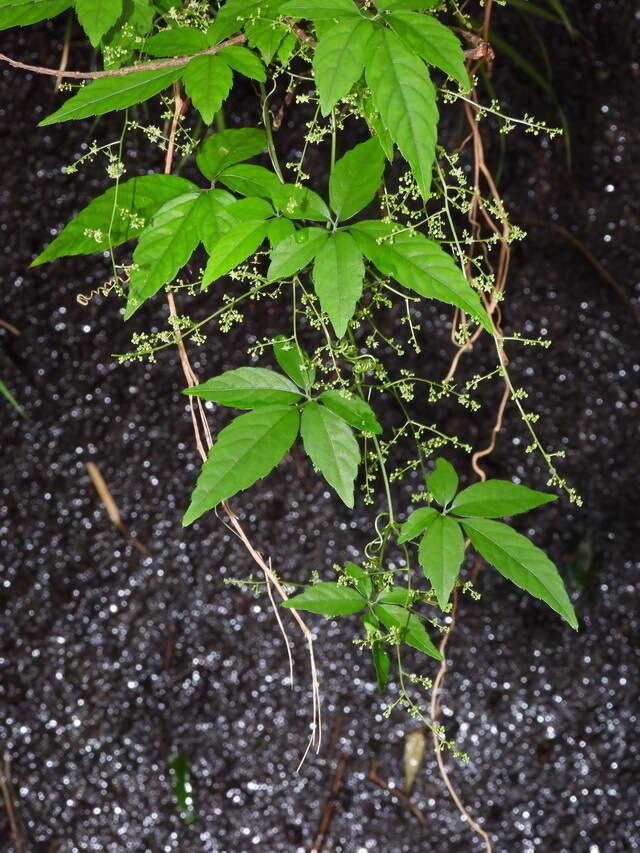 Plancia ëd Gynostemma pentaphyllum (Thunb.) Makino