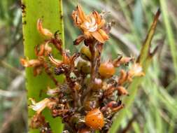 Image of <i>Schiekia silvestris</i> (Maas & Stoel) Hopper et al.