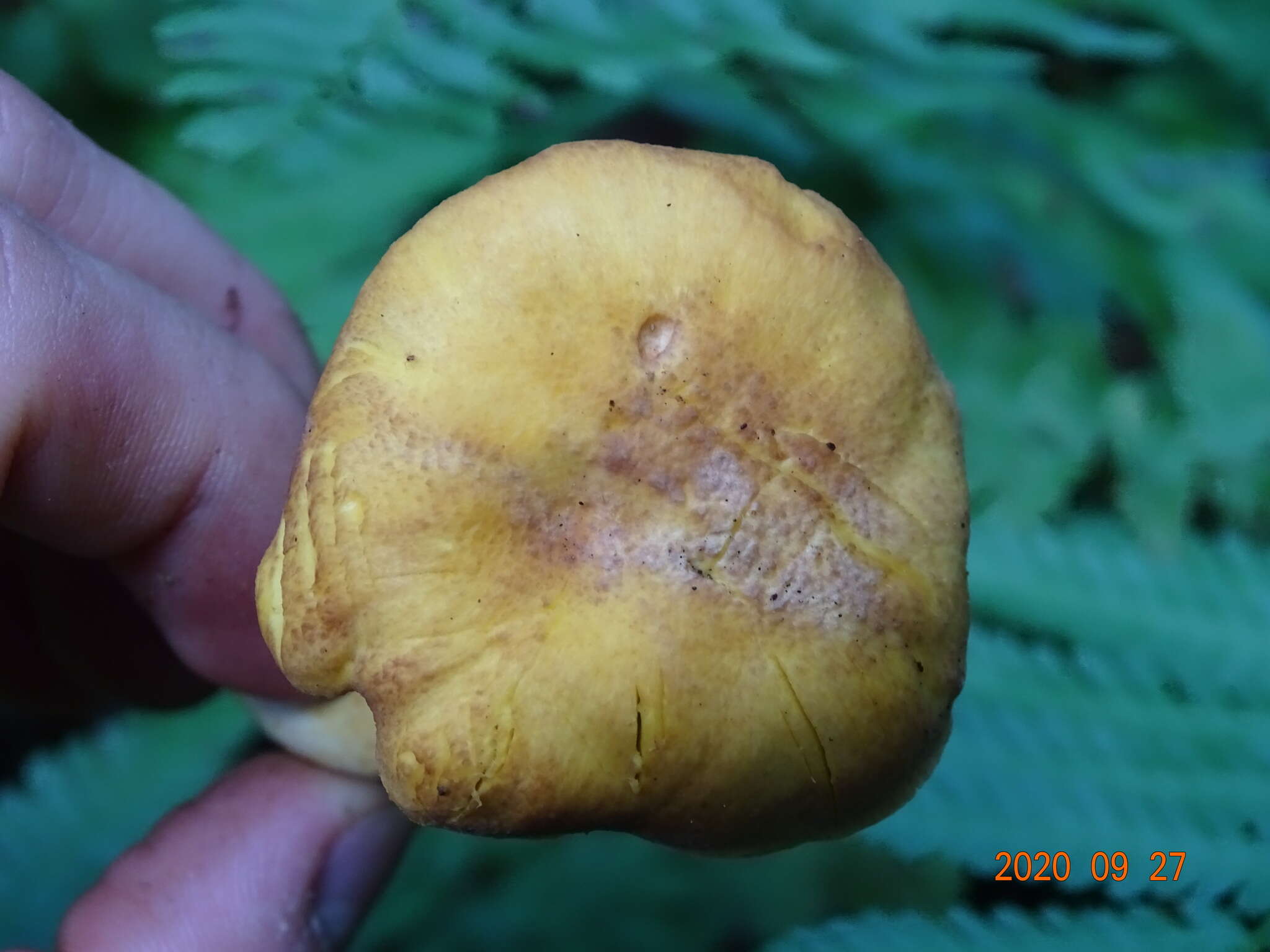 Plancia ëd Cantharellus amethysteus (Quél.) Sacc. 1887