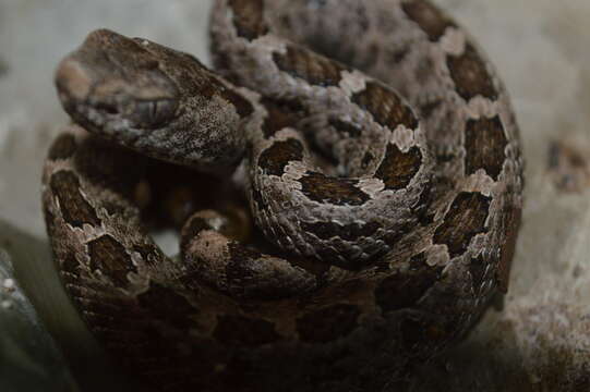 Image of Oaxacan Pygmy Rattlesnake; exiguus