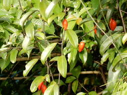 Imagem de Adenia macrophylla var. singaporeana (Wall. ex G. Don) de Wilde