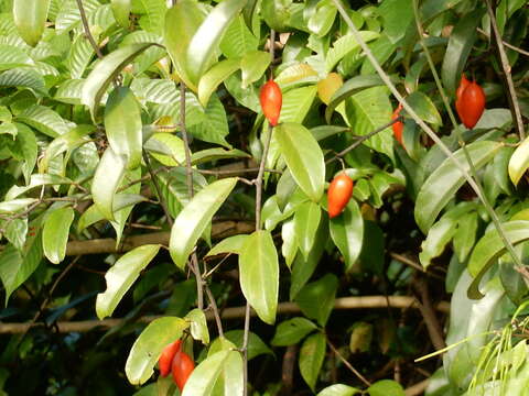 Слика од Adenia macrophylla (Bl.) Koord.