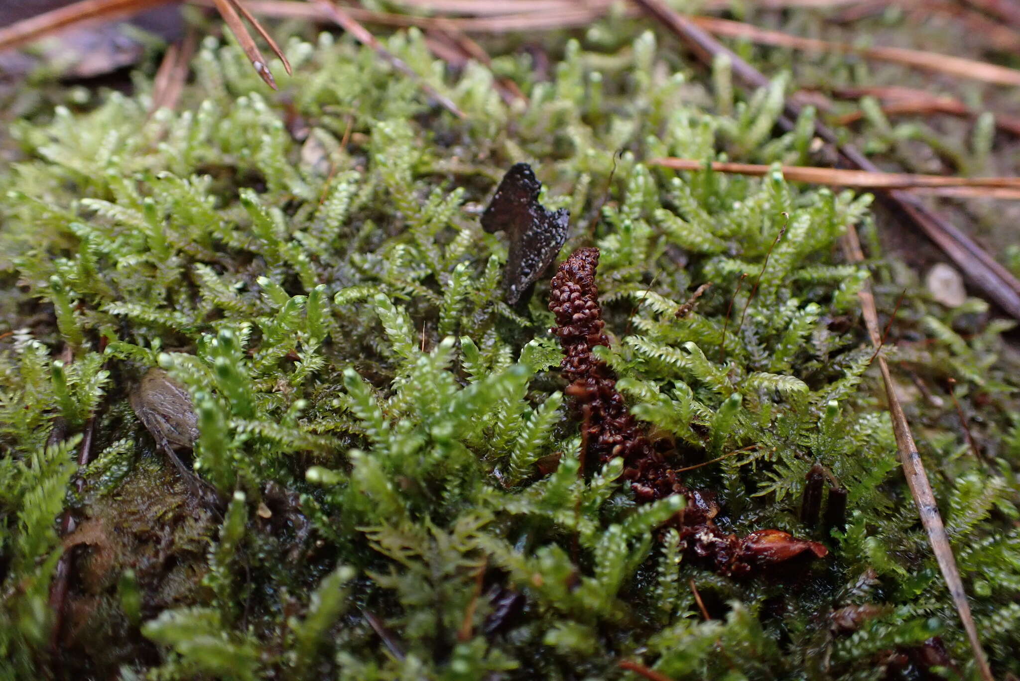 Image of Calliergonella lindbergii Hedenäs 1990