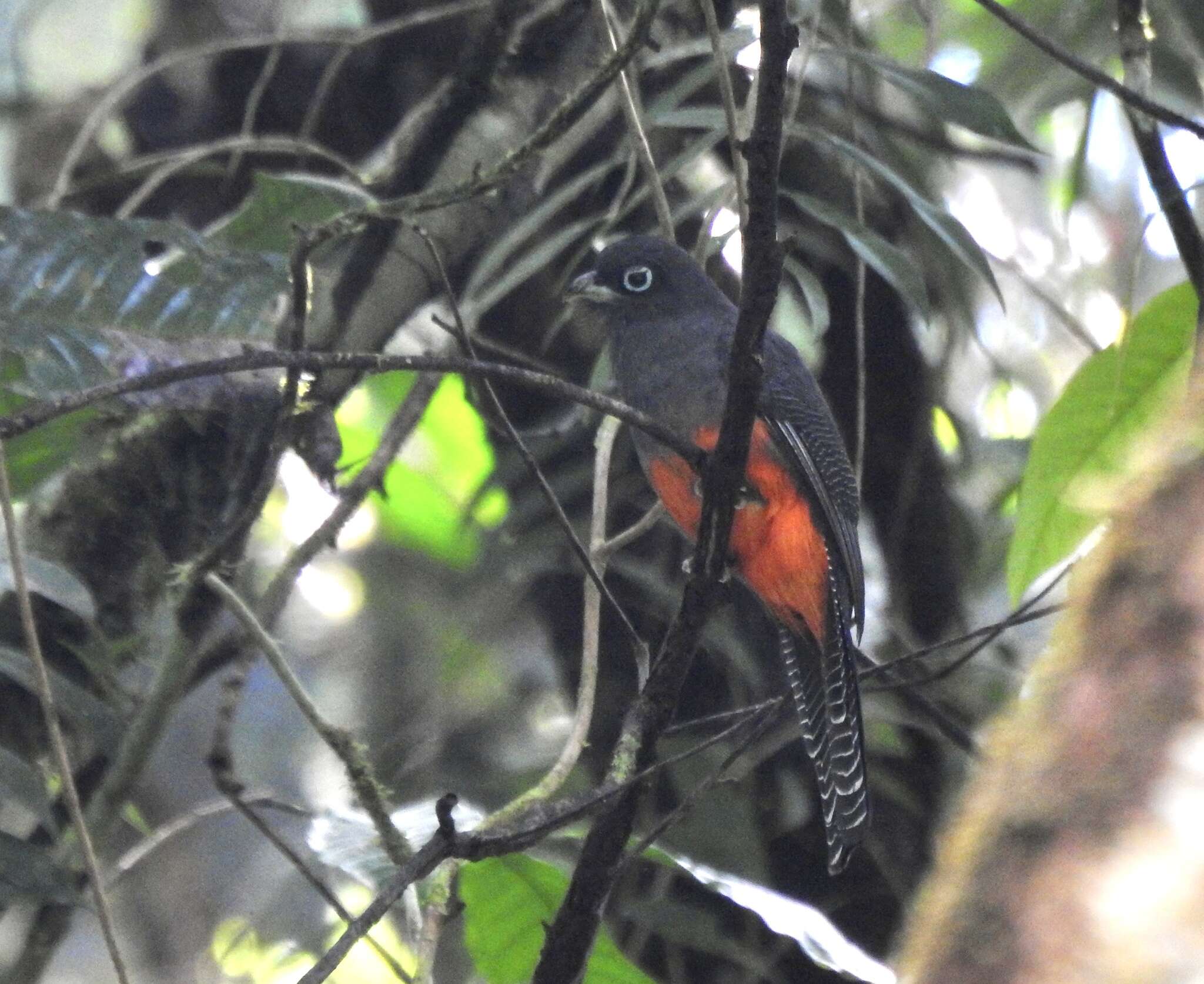 Image of Baird's Trogon