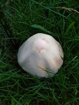 Image of Agaricus arvensis Schaeff. 1774