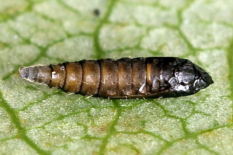 صورة Phyllonorycter populifoliella (Treitschke 1833)