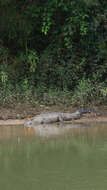 Image of Belize Crocodile