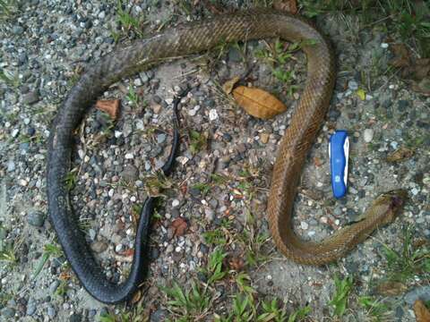 Image of Central American Indigo Snake