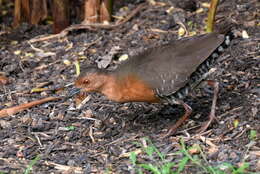 Image of Band-bellied Crake