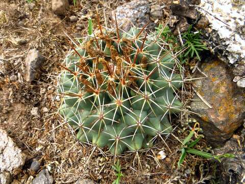 Image of Coryphantha clavata (Scheidw.) Backeb.