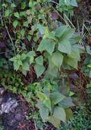 Plancia ëd Ageratina adenophora (Spreng.) R. King & H. Rob.