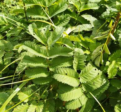 Imagem de Sanguisorba alpina Bunge