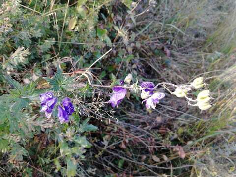 Image of Aconitum volubile Pall.