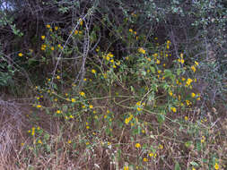 Image of Melanthera latifolia (Gardn.) Cabrera