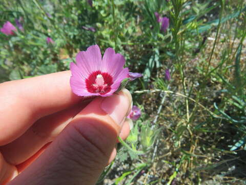 Image of Keck's checkerbloom