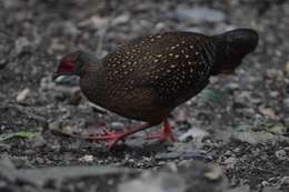 Image of Swinhoe's Pheasant