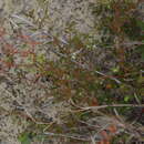 Слика од Croton glandulosus var. floridanus (A. M. Ferguson) R. W. Long