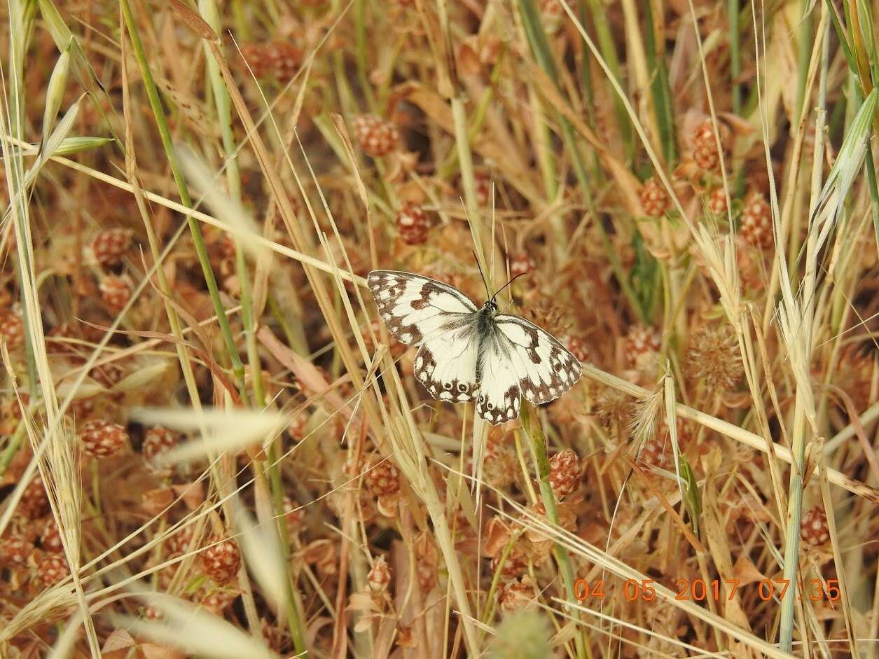 Imagem de Melanargia titea Klug 1832