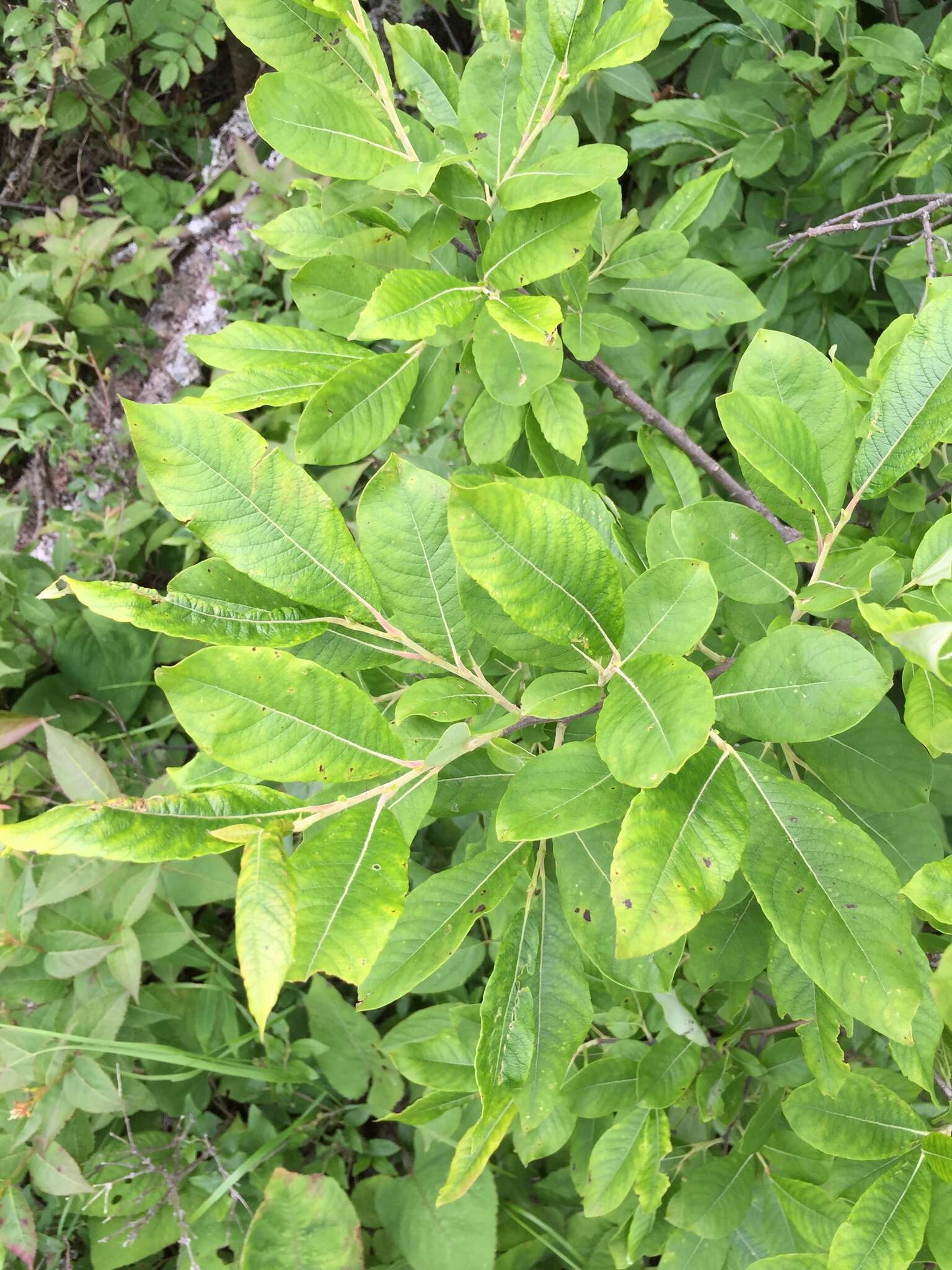 Image of prairie willow