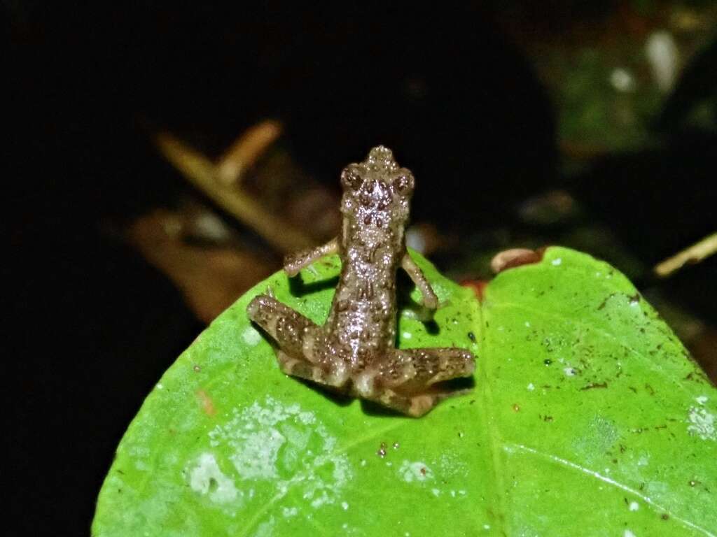 Image of Kadamaian Stream Toad