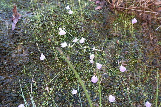 Image of Utricularia livida E. Mey.