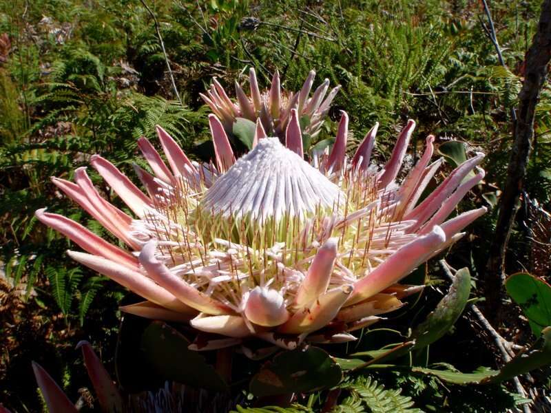 Imagem de Protea cynaroides (L.) L.