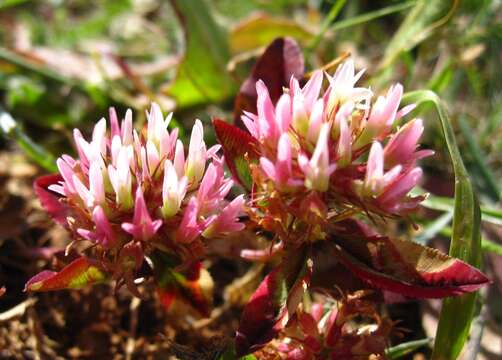 Image of Trifolium physodes M. Bieb.