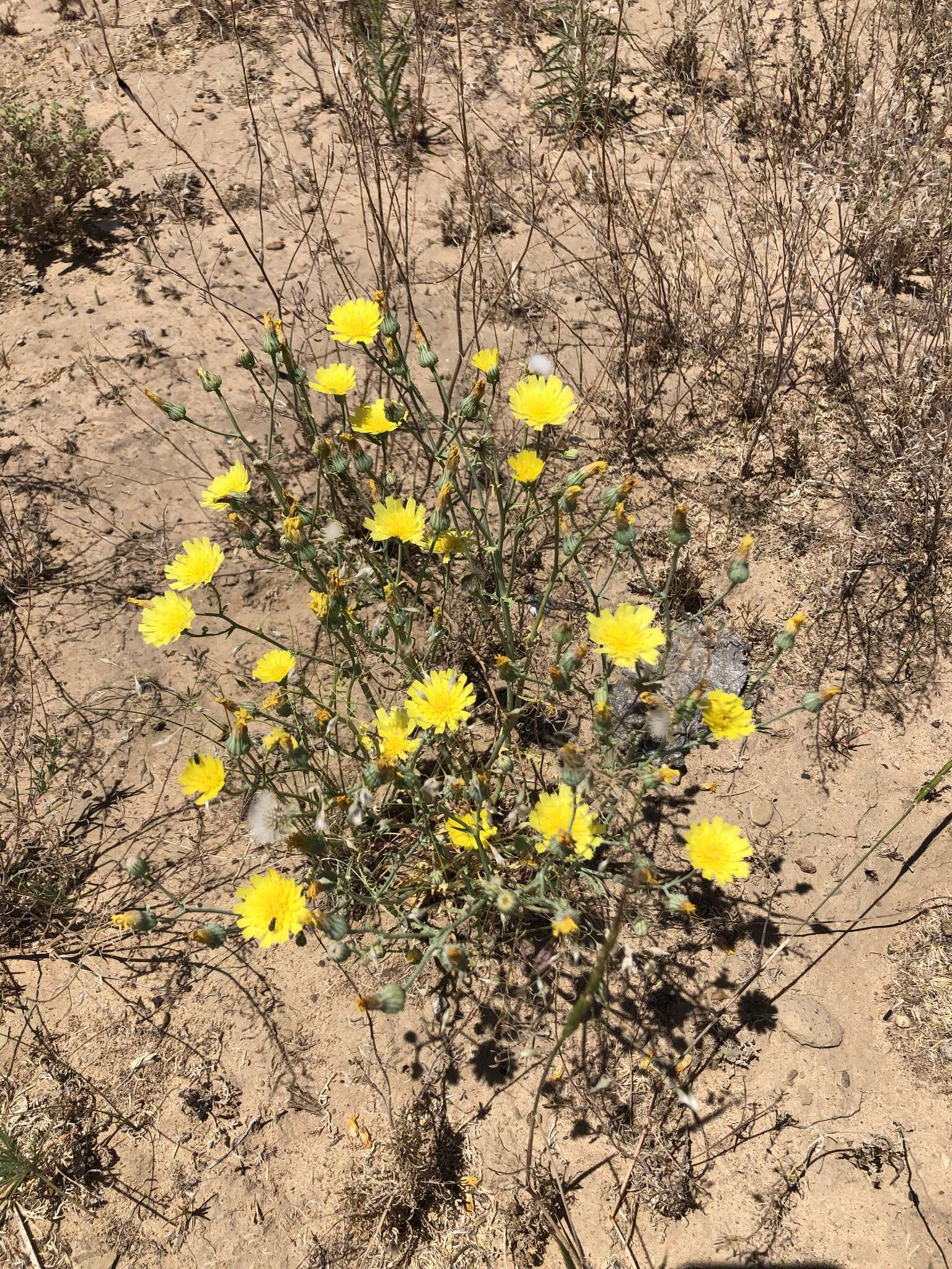 Image of sowthistle desertdandelion