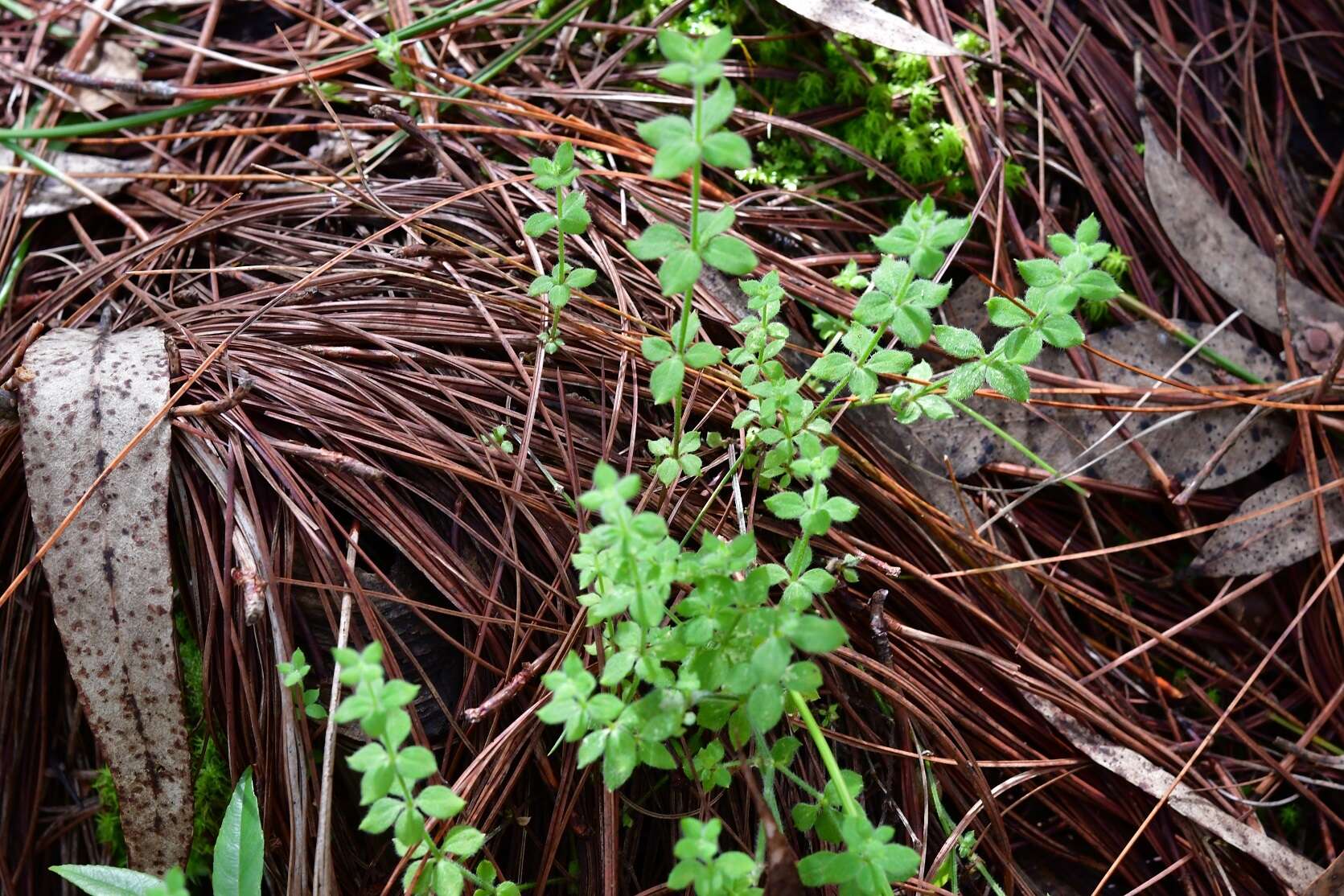 Image of Bristly Bedstraw