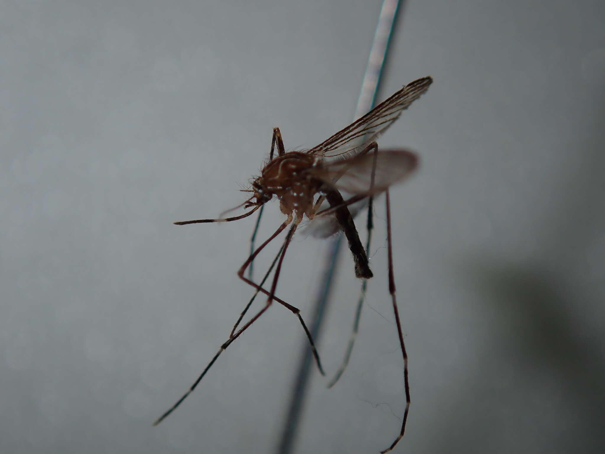 Image of Aedes notoscriptus (Skues 1889)