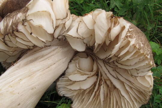 Image of Megacollybia subfurfuracea R. H. Petersen 2008