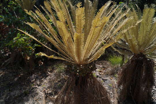 Image de Cycas calcicola Maconochie