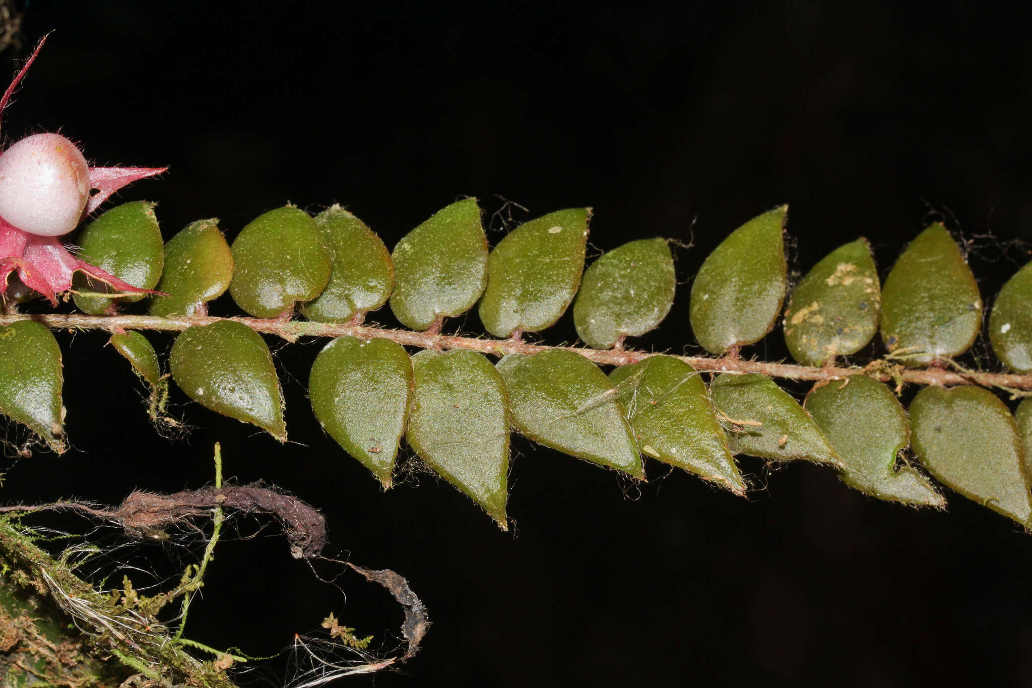 Image of Columnea kienastiana Regel