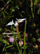 Image of Moraea punctata Baker