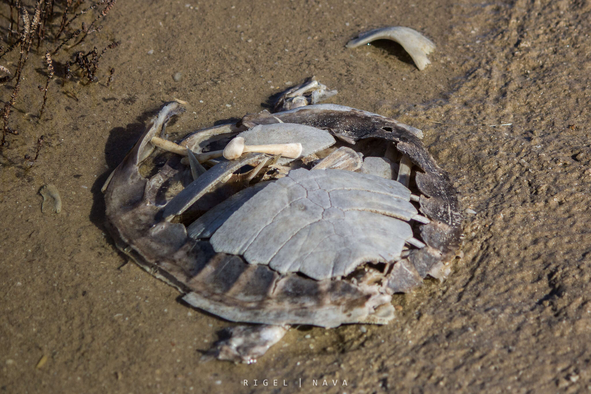 Image of Ridley sea turtles