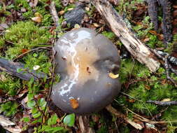 Image of Cortinarius taylorianus E. Horak 1990