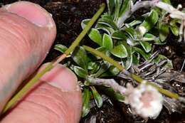 Image de Helichrysum pumilum var. spathulatum A. M. Buchanan