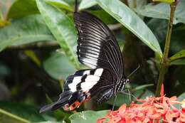 Image of Papilio iswara White 1842